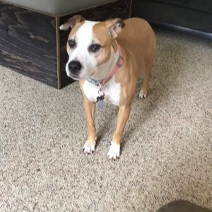 Meet your Posher, Abigail